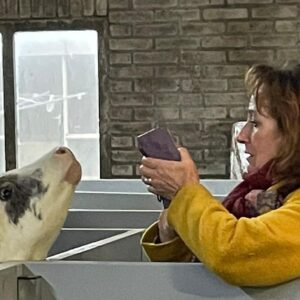 Geke Hoogstins fotografeert en schildert koeien