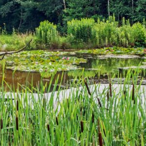Natuurtuin Geke hoogstins Kunst en Theater